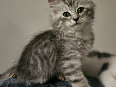 Persian – Bald Hills