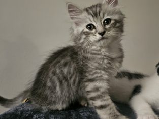 Persian – Bald Hills