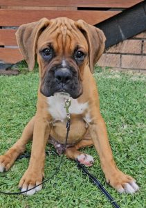 Boxer – Taree