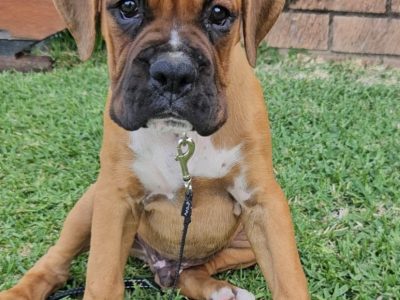 Boxer – Taree