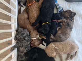 Cavoodle – Craigburn Farm