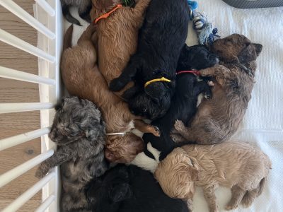 Cavoodle – Craigburn Farm