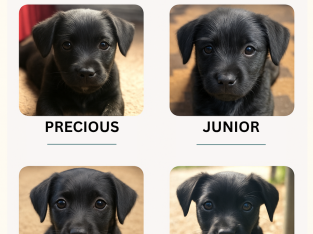 Patterdale Terrier – Rosanna