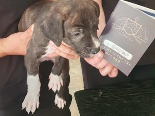 Great Dane – Brisbane