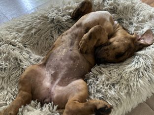 Dachshund – Box Hill