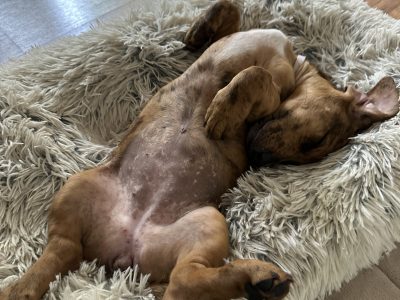 Dachshund – Box Hill