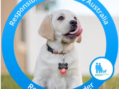 Dachshund – Croydon Park