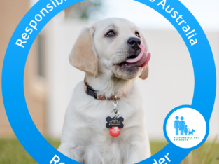 Dachshund – Croydon Park