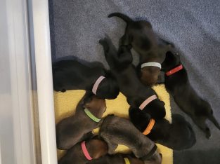 Neapolitan Mastiff – Strathalbyn