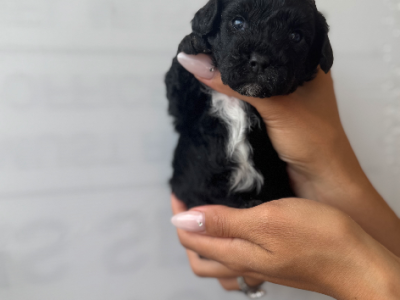 Cavoodle – Canterbury