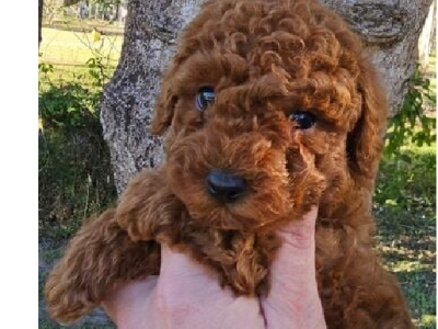 Toy Poodle – Davis