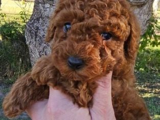 Toy Poodle – Davis