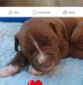 Other Dogs – Wellington Point