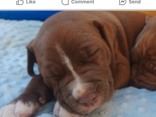 Other Dogs – Wellington Point