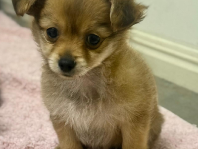 Pomeranian – Wynnum West