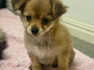 Pomeranian – Wynnum West