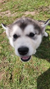 Alaskan Malamute – Manjimup