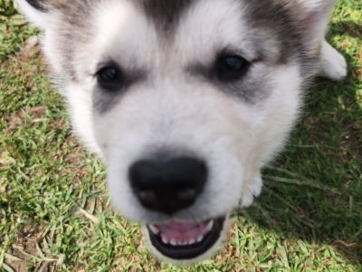 Alaskan Malamute – Manjimup