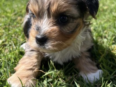 Yorkshire Terrier – Romsey