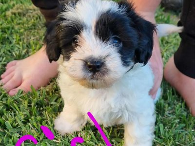 Shmoodle – Hinchinbrook