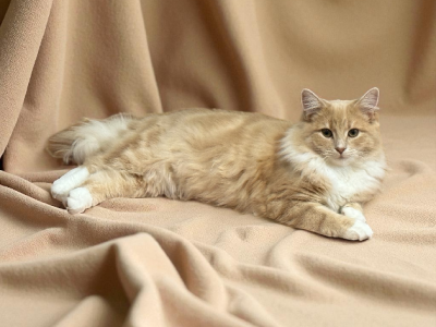 Other Cats – Fairfield