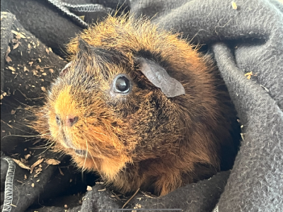 Guinea Pig – Queenscliff