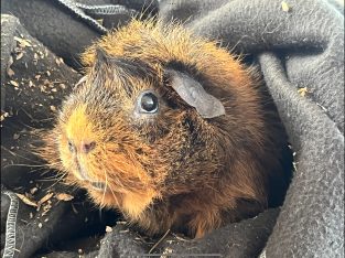 Guinea Pig – Queenscliff