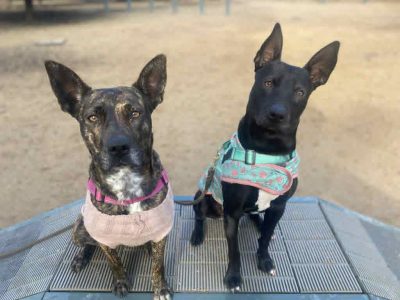 Australian Kelpie – Ashburton