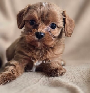 Toy Cavoodle – Camperdown