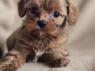 Toy Cavoodle – Camperdown