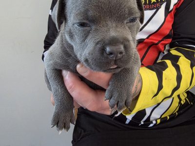 Staffordshire Bull Terrier – Torquay