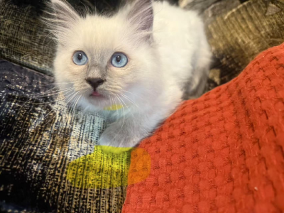 Ragdoll – Saint Agnes