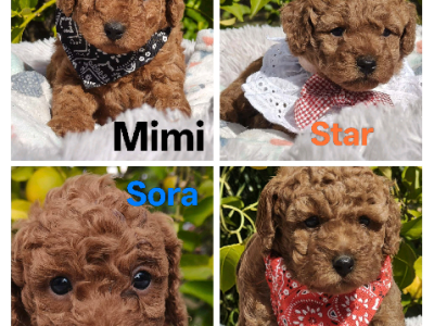 Cavoodle – Moggill