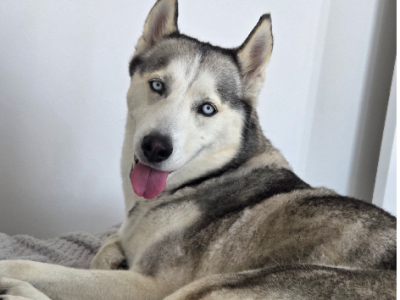 Husky – Palmview