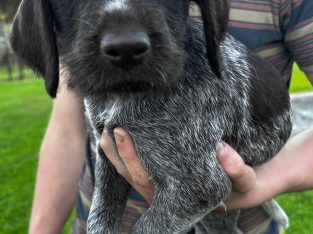 German Wirehaired Pointer – Simpson