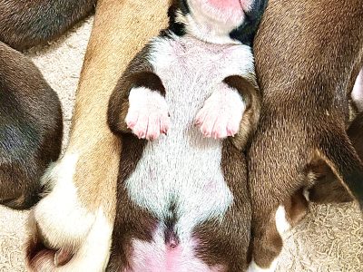 Boxer – Spargo Creek