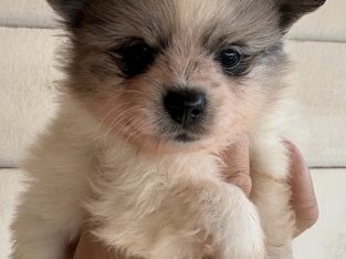 Pomeranian – Penrith