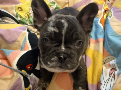 French Bulldog – Reservoir