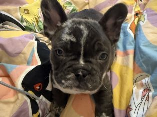 French Bulldog – Reservoir