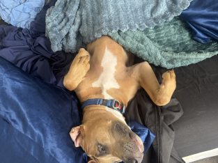 American Staffordshire Bull Terrier – Gold Coast