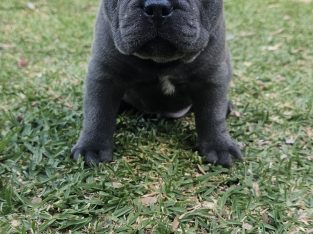 French Bulldog – Blacktown