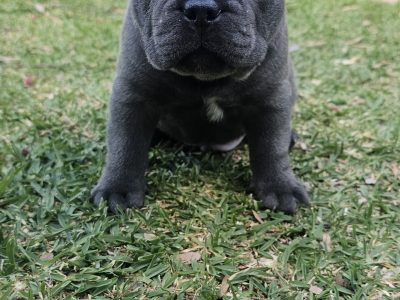French Bulldog – Blacktown