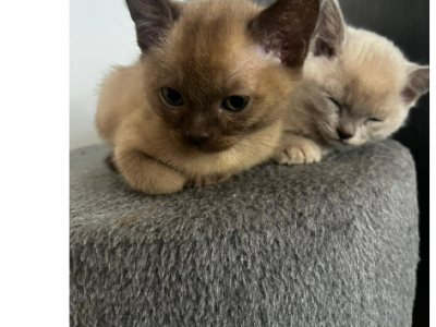 Burmese – Ngunnawal