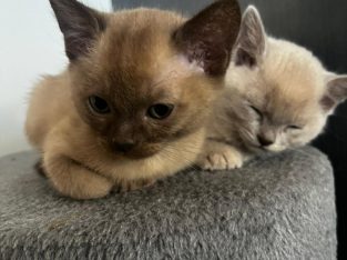 Burmese – Ngunnawal