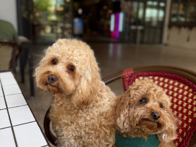 Cavoodle – Allawah