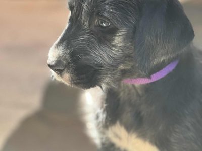 Irish Wolfhound – Wirlinga