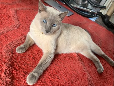 Siamese – Mount Gravatt