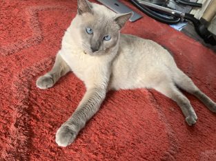 Siamese – Mount Gravatt