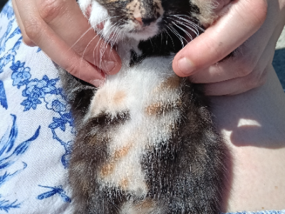 Domestic Long Hair (DLH) – Mount Gravatt East