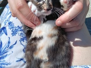 Domestic Long Hair (DLH) – Mount Gravatt East